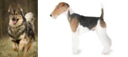 Native American Indian Dog vs Fox Terrier - Breed Comparison