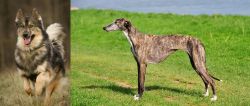 Native American Indian Dog vs Galgo Espanol - Breed Comparison