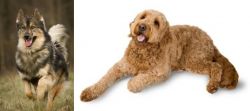 Native American Indian Dog vs Golden Doodle - Breed Comparison
