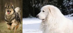 Native American Indian Dog vs Great Pyrenees - Breed Comparison