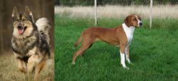 Native American Indian Dog vs Hygenhund - Breed Comparison