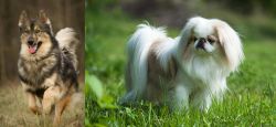 Native American Indian Dog vs Japanese Chin - Breed Comparison