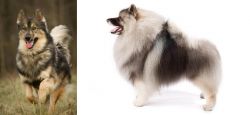 Native American Indian Dog vs Keeshond - Breed Comparison