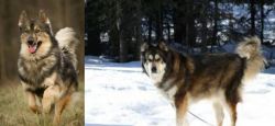 Native American Indian Dog vs Mackenzie River Husky - Breed Comparison