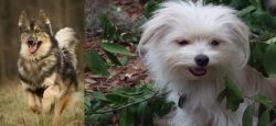 Native American Indian Dog vs Malti-Pom - Breed Comparison