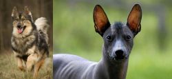 Native American Indian Dog vs Mexican Hairless - Breed Comparison