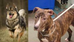 Native American Indian Dog vs Mountain View Cur - Breed Comparison