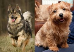 Native American Indian Dog vs Norfolk Terrier - Breed Comparison
