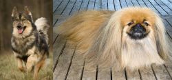 Native American Indian Dog vs Pekingese - Breed Comparison