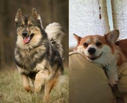 Native American Indian Dog vs Pembroke Welsh Corgi - Breed Comparison