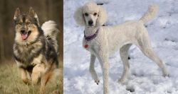 Native American Indian Dog vs Poodle - Breed Comparison