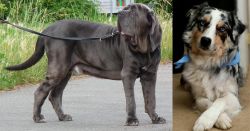 Neapolitan Mastiff vs Australian Collie - Breed Comparison