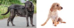 Neapolitan Mastiff vs Basset Fauve de Bretagne - Breed Comparison