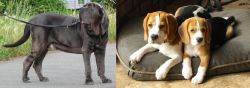 Neapolitan Mastiff vs Beagle - Breed Comparison