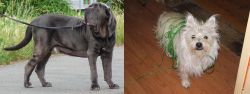 Neapolitan Mastiff vs Cairland Terrier - Breed Comparison