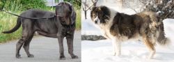 Neapolitan Mastiff vs Caucasian Shepherd - Breed Comparison