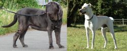 Neapolitan Mastiff vs Cretan Hound - Breed Comparison