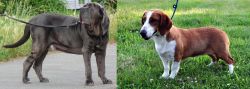 Neapolitan Mastiff vs Drever - Breed Comparison