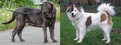 Neapolitan Mastiff vs Elo - Breed Comparison