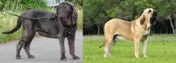 Neapolitan Mastiff vs Fila Brasileiro - Breed Comparison