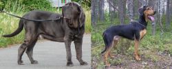 Neapolitan Mastiff vs Greek Harehound - Breed Comparison