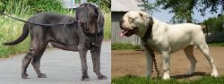 Neapolitan Mastiff vs Hermes Bulldogge - Breed Comparison