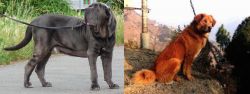 Neapolitan Mastiff vs Himalayan Sheepdog - Breed Comparison