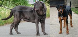 Neapolitan Mastiff vs Hungarian Hound - Breed Comparison