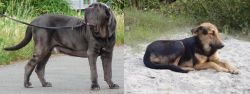 Neapolitan Mastiff vs Indian Pariah Dog - Breed Comparison