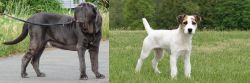 Neapolitan Mastiff vs Jack Russell Terrier - Breed Comparison