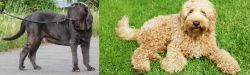 Neapolitan Mastiff vs Labradoodle - Breed Comparison