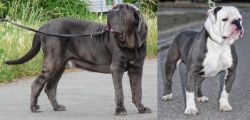 Neapolitan Mastiff vs Old English Bulldog - Breed Comparison