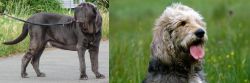 Neapolitan Mastiff vs Otterhound - Breed Comparison