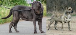 Neapolitan Mastiff vs Perro de Presa Mallorquin - Breed Comparison