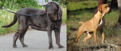 Neapolitan Mastiff vs Portuguese Pointer - Breed Comparison