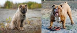 Nenets Herding Laika vs Australian Bulldog - Breed Comparison