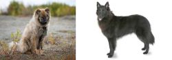 Nenets Herding Laika vs Belgian Shepherd - Breed Comparison