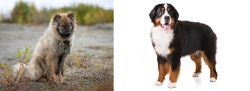 Nenets Herding Laika vs Bernese Mountain Dog - Breed Comparison