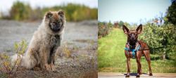 Nenets Herding Laika vs Bospin - Breed Comparison
