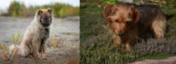 Nenets Herding Laika vs Dorkie - Breed Comparison