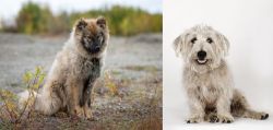Nenets Herding Laika vs Glen of Imaal Terrier - Breed Comparison