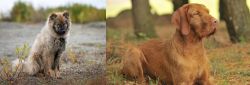 Nenets Herding Laika vs Hungarian Wirehaired Vizsla - Breed Comparison