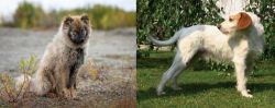 Nenets Herding Laika vs Istarski Ostrodlaki Gonic - Breed Comparison