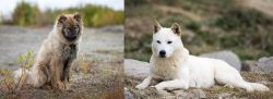 Nenets Herding Laika vs Jindo - Breed Comparison