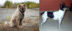 Nenets Herding Laika vs Miniature Fox Terrier - Breed Comparison