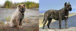 Nenets Herding Laika vs Presa Canario - Breed Comparison