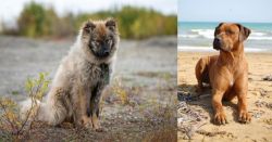 Nenets Herding Laika vs Rhodesian Ridgeback - Breed Comparison