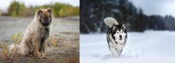 Nenets Herding Laika vs Siberian Husky - Breed Comparison