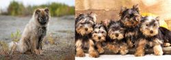 Nenets Herding Laika vs Yorkshire Terrier - Breed Comparison