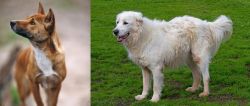 New Guinea Singing Dog vs Abruzzenhund - Breed Comparison